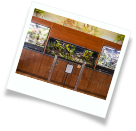 Wall art of an elephant, a zebra, a monkey, and a macaw