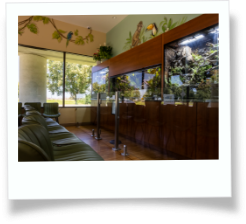 Wall art of trees in a jungle with a giraffe and a monkey